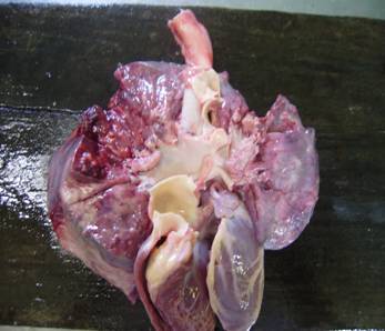 D:\Clinica Patologica\P1130040.JPG